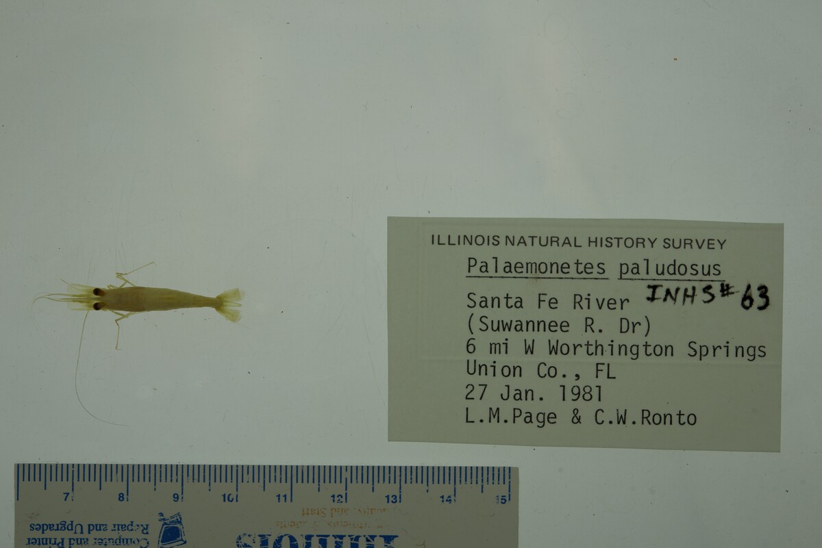 Palaemonetes paludosus image